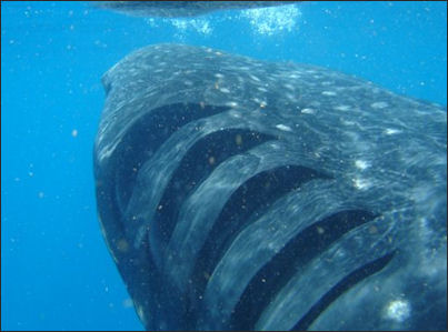 20120518-whale shark n_ballena.JPG